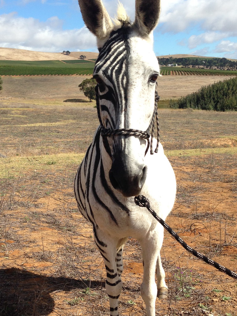 Mule becomes part zebra so so fun with vegetable die airbrushed