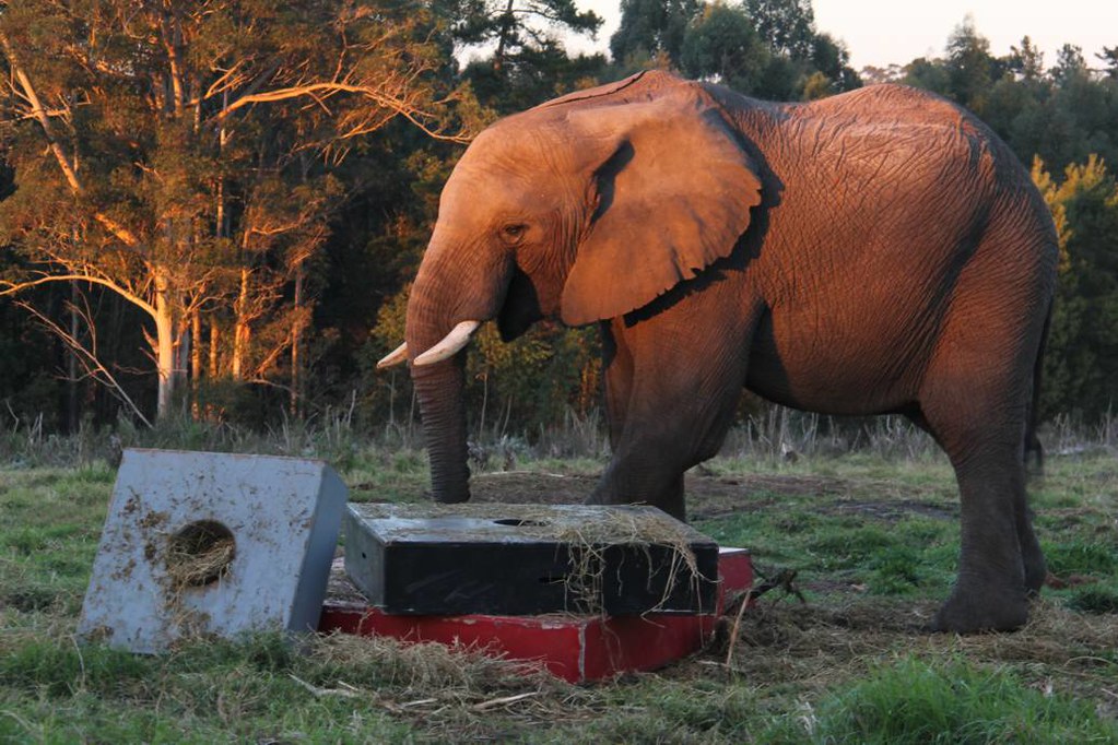Elephant Clyde laying with set dressing blocks